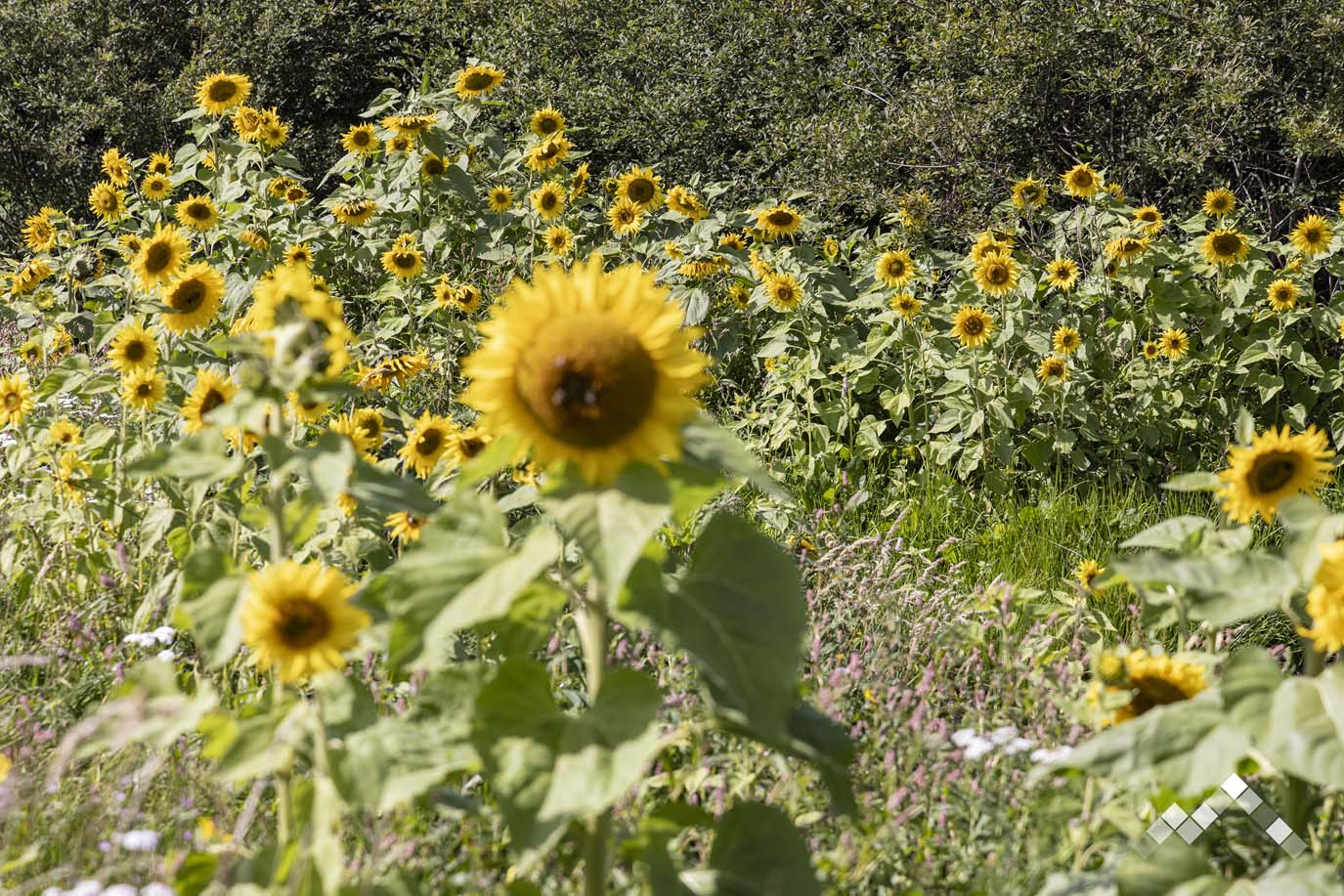 NATURE A BORD-56