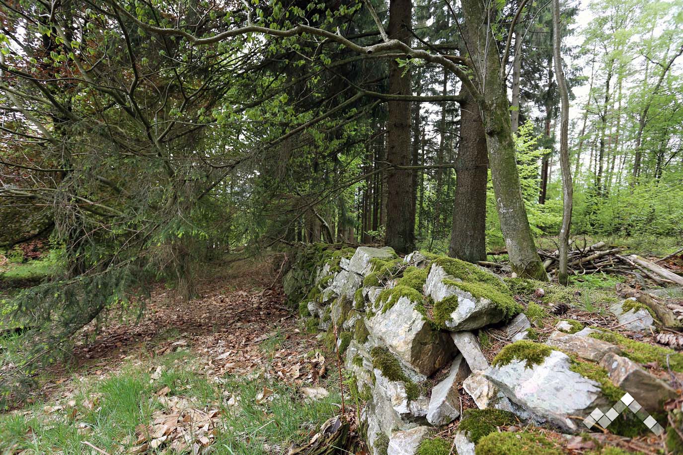 VERT BUISSON-48