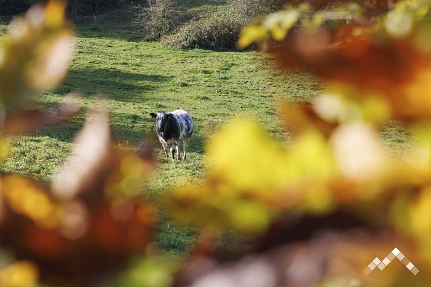 SOUS LE FRENE-7