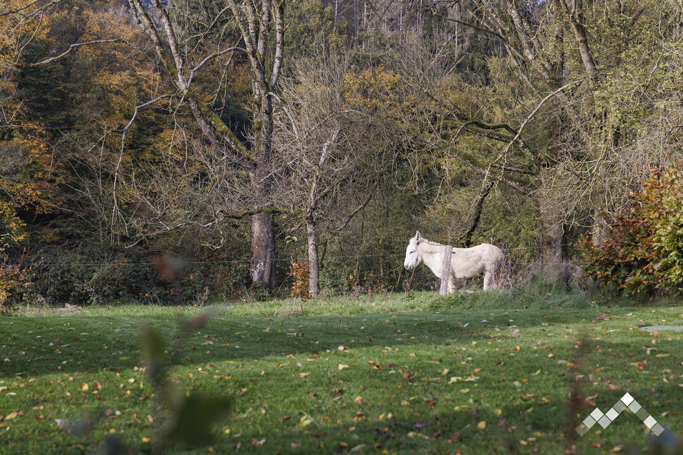 SOUS LE FRENE-21