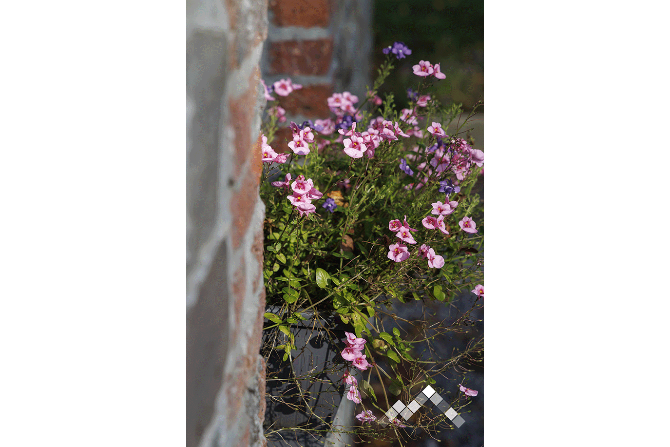 SOUS LE FRENE-28
