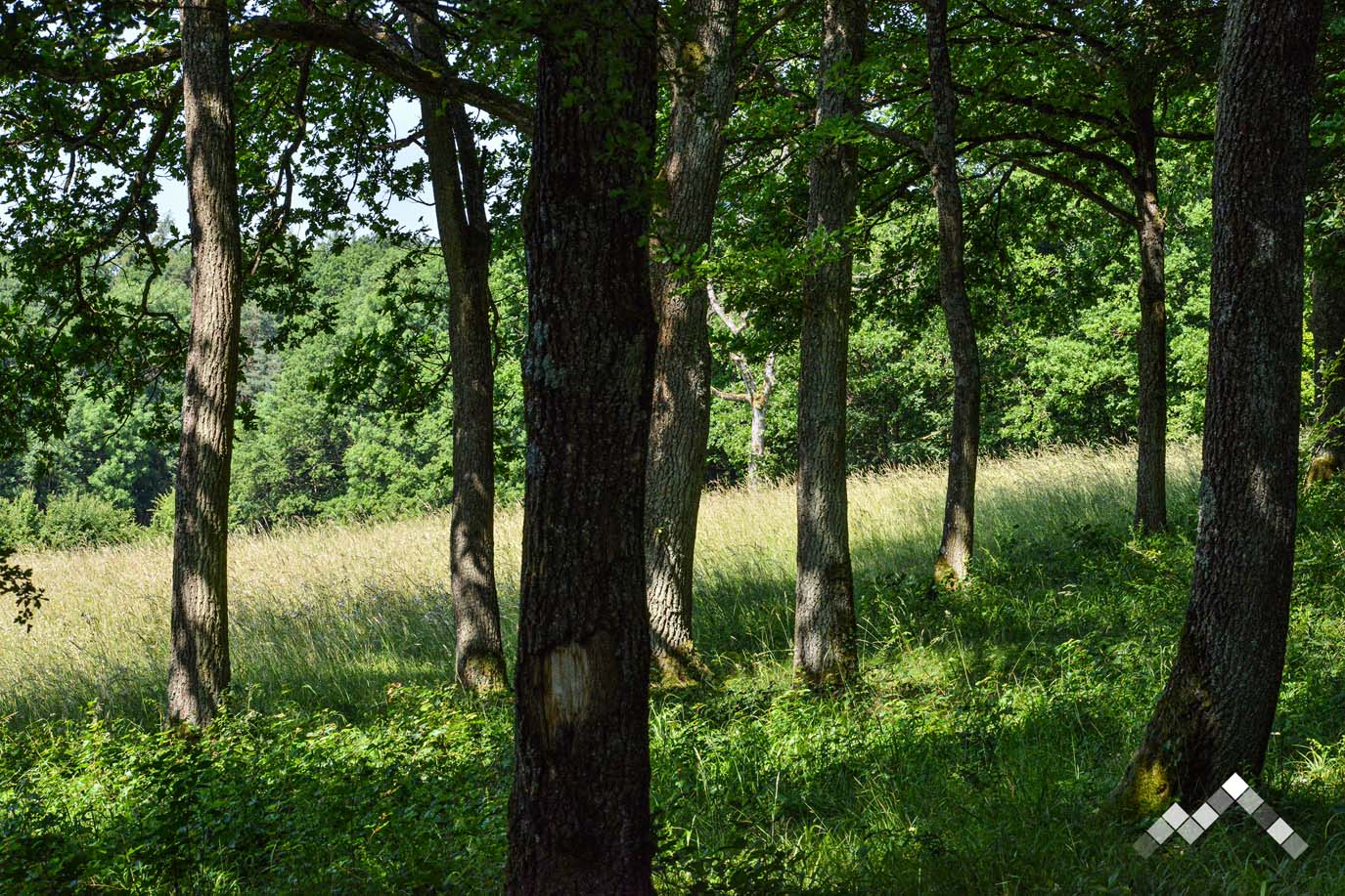 BEAUTE SAUVAGE-43
