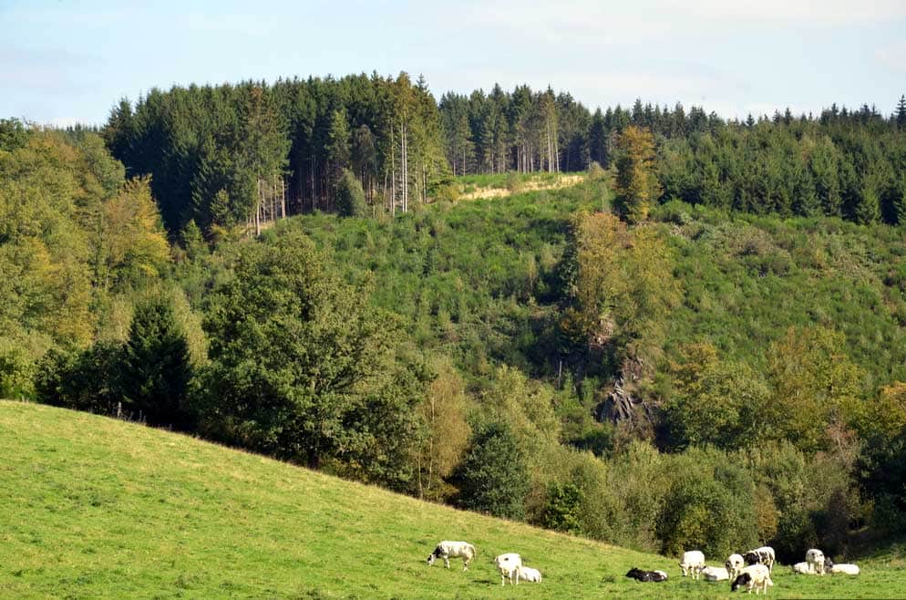 ardenne residences houffalize 6660 region landscapes achouffe woods
