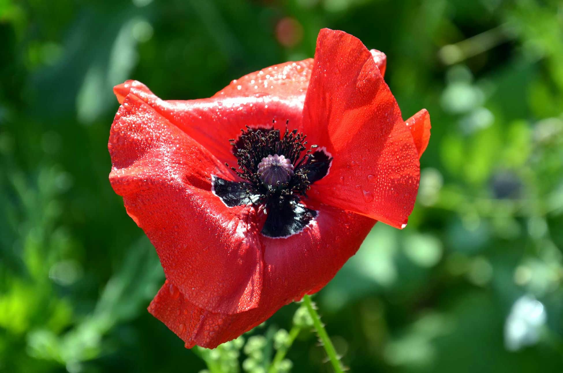 ardenne residences redu 6890 region landscapes flower